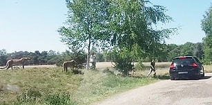 Safari Parkında Araçlarından İnip Çocuklarıyla Birlikte Çitaların Arası Dalan Yürek Yemiş Aile