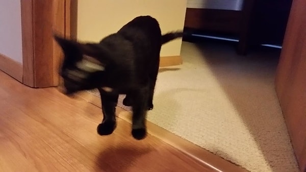 12. Кажется, владелец этого кота получил свое письмо из Хогвартса и уже освоил чары левитации.