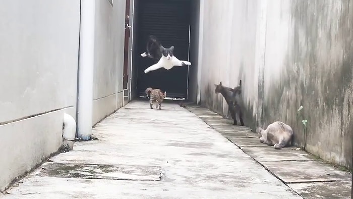 Кошачий паркур, от которого невозможно оторвать глаз!