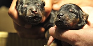 Yolda Buldukları Hayvanı İki Sene Boyunca Köpek Zannederek Besleyen Aile