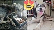 Ölmek Üzereyken Bulunan Husky'nin Hikayesi Sizi İnsanlığa Yeniden İnandıracak!