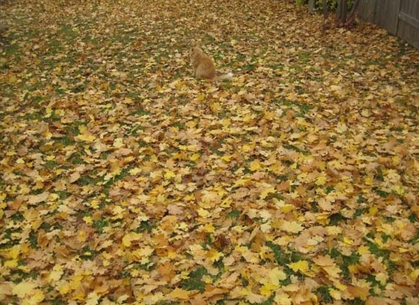 3. Увидели кого-либо на этой картинке?