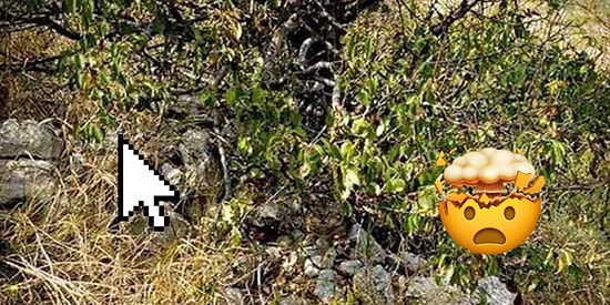 Если вы найдете замаскированных животных на этих 8 картинках, то вашему зрению многие могут позавидовать. Часть 2