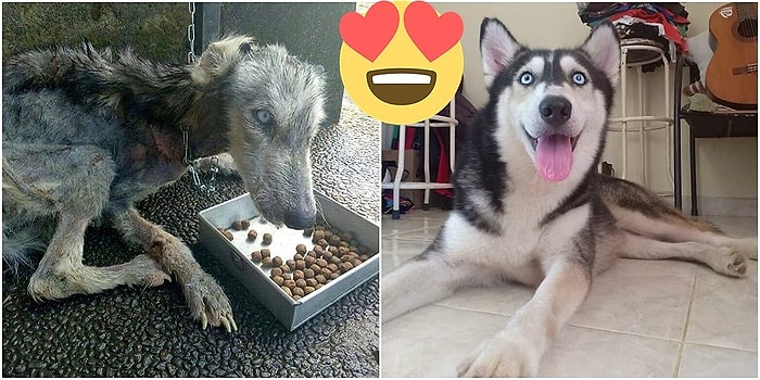 Доброта спасет мир: Эта собака хаски была обречена на смерть, но её все-таки спасли