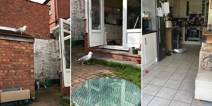 Kedilerin Şaşkın Bakışları Arasında Eve Girip Mamalarını Yiyen Soğukkanlı Martı