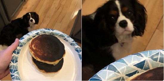 19 милых и забавных псов, которые заставят вас завести собаку