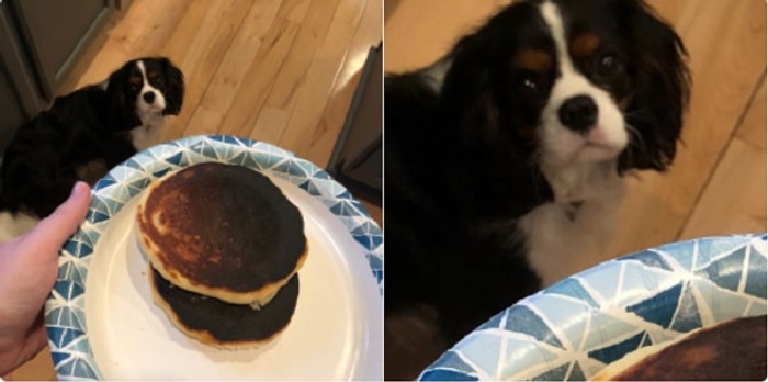 19 милых и забавных псов, которые заставят вас завести собаку