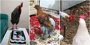 Kanatları Olmasına Rağmen Uçamamaları Yetmiyormuş Gibi Bir de Mizahımıza Alet Olmuş 15 Horoz ve Tavuk