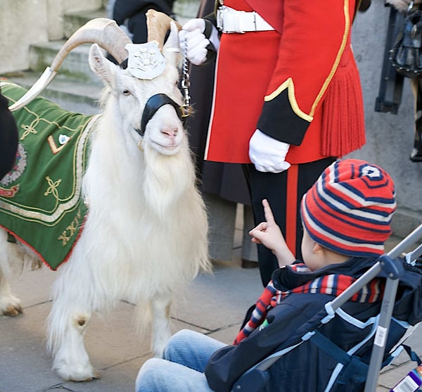 15. Уильям Виндзор - кашмирский козёл из Британии, который зачислен в королевские уэльские фузилёры.
