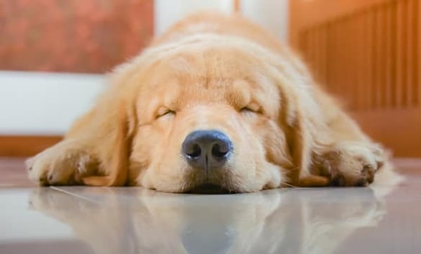 17. Учёный из Гарварда выдвинул гипотезу о том, что собаки видят в снах своих хозяев.