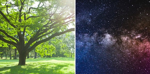 13. На Земле больше деревьев, чем звёзд в галактике.