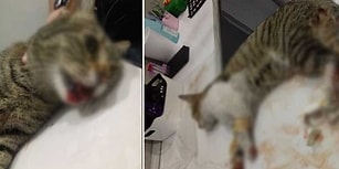 #hacettepedehayvancinayeti: Beytepe Kampüsü'nde İki Kedi Beşinci Kattan Aşağı Atıldı