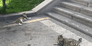 #hacettepedehayvancinayeti: Beytepe Kampüsü'nde İki Kedi Beşinci Kattan Aşağı Atıldı