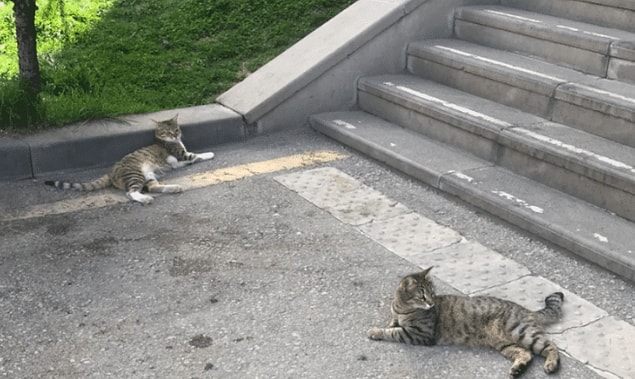 Ancak aşağı atıldığı iddia edilen kedilerden Şükufe, ciğerinin patlaması ve iç kanama nediyle hayatını kaybetti.