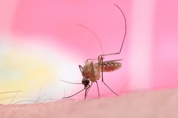 4. Sivrisinekler kan tipine/grubuna göre ısıracağı kişileri tercih eder.