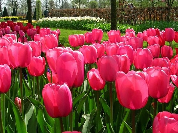 1. Символом какой страны является тюльпан?