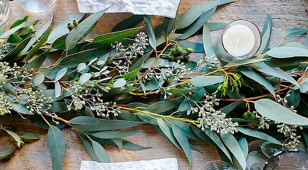 4. На гербе какой страны можно увидеть ветки эвкалипта?