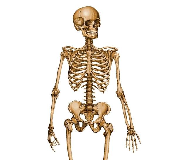 7. Где в теле человека вы можете найти самую маленькую косточку?