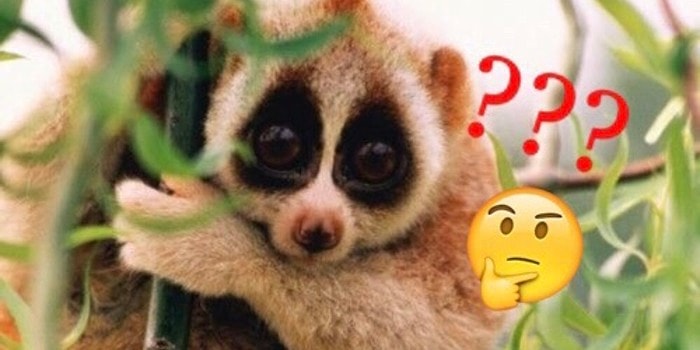 Тест: Если вы знаете названия этих 22 животных, то ваш IQ выше, чем у среднестатистического взрослого человека