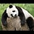 uykusuzpanda