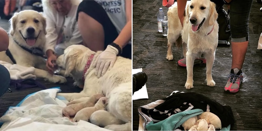 Собака родила прямо посередине аэропорта во Флориде