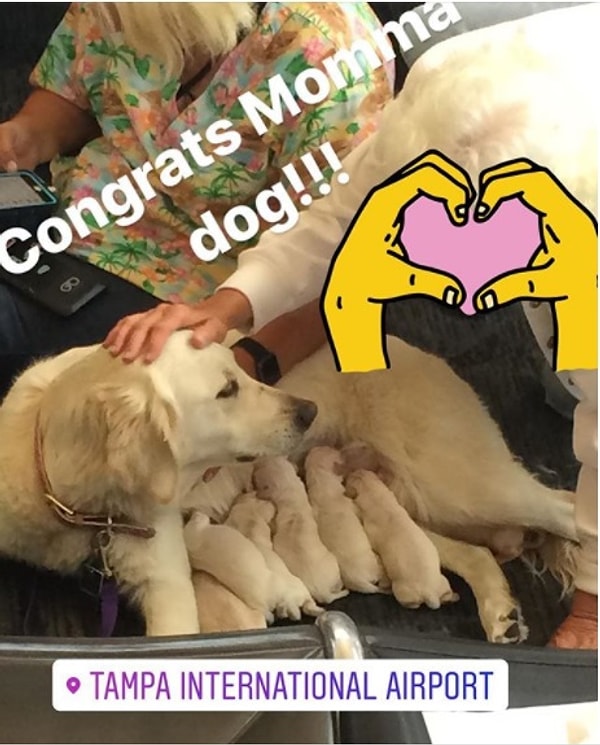 К счастью, все обошлось, и благодаря медперсоналу аэропорта Элли и щенки пребывают в полном здравии.