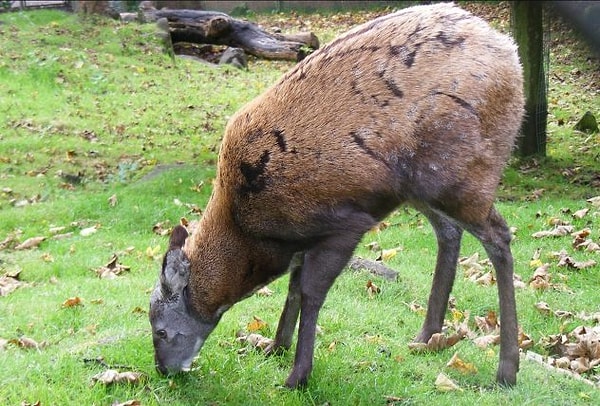 8. Запах оленя считается самым священным