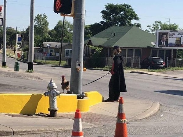 17. А какой у вас домашний питомец?