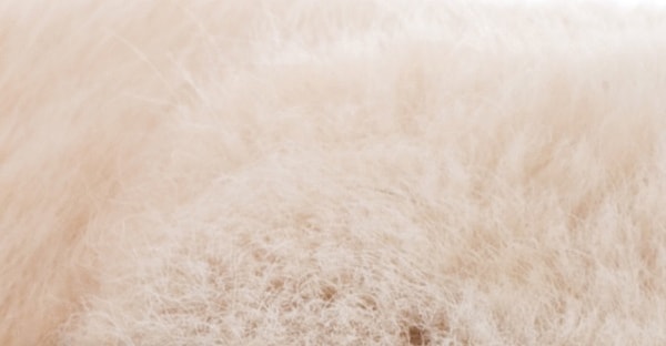 4. Это щенок или котенок?