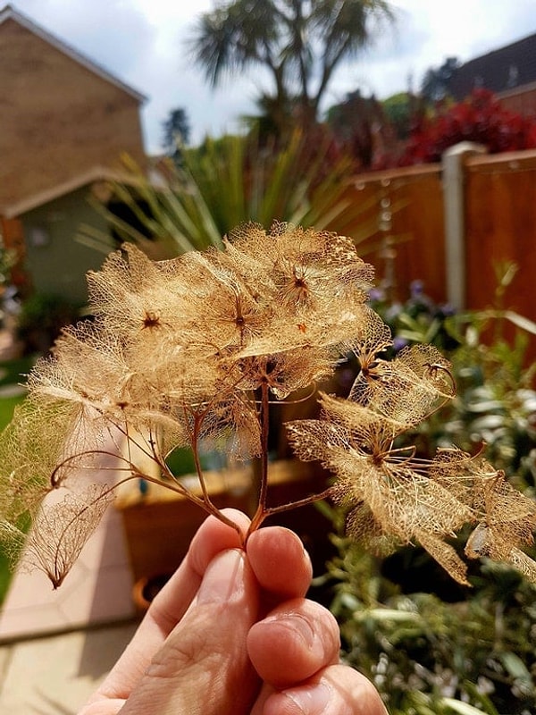 14. Цветы тоже умеют высыхать красиво!