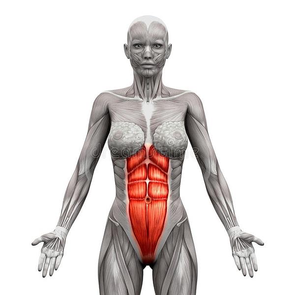 Çalıştırdığınız kas grubu ise rectus abdominis olacaktır. Bu kas grubu ya bacakları göğüse, ya da göğüs kısmını bacaklara doğru götürerek olur.