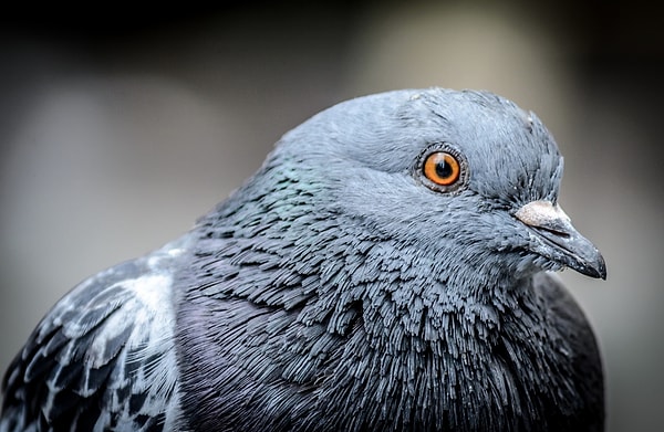 4. Голубь кружил прямо над зданием, где располагаются таможенники.