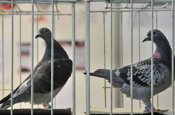 5. Фото птицы с пилюлями были сделаны после того, как ее арестовали (хотелось бы снова подчеркнуть, что это не шутка).