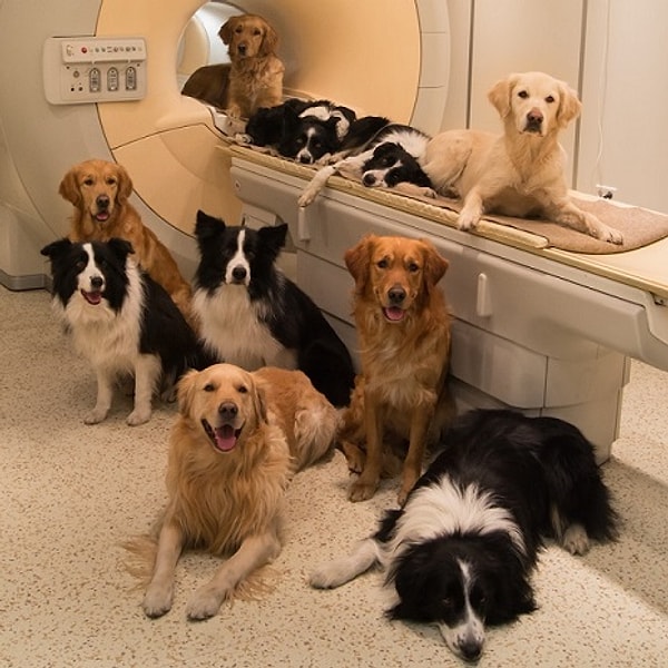 1. Исследование проводилось в Венгрии. Местные ученые натренировали 13 собак забираться в аппарат МРТ и сидеть там, не двигаясь, во время того, как с ними разговаривали.