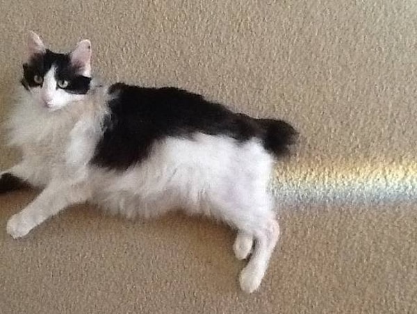 15. А вот и Нянкот подъехал