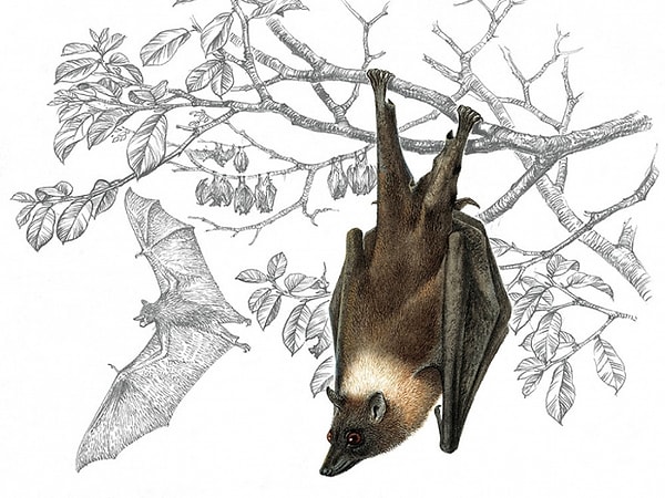 3. Последняя самка этого вида рукокрылых млекопитающих, обитающих на острове Гуам и Марианских островах, была снята с места ночевки в 1968 году. Молодая особь, сопровождавшая сородича, смогла избежать ловушки. Но впоследствии ни одного вида этих животных так и не было найдено. О ком идет речь?