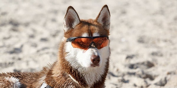 10. В апреле 2018 года израильская полиция установила личность потерянного хаски, проверив, будет ли он подпевать своей любимой песне. Он это сделал!