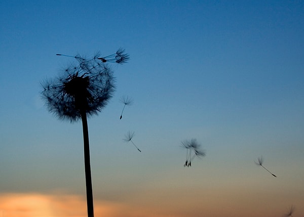 5. Несуществующие воспоминания