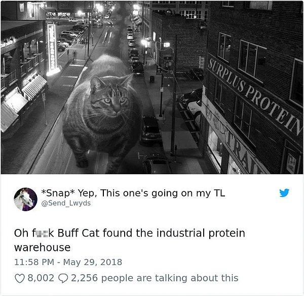 "Olamaz, vücut çalışan kedi endüstriyel protein deposunu buldu."