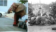 Arkasındaki İnanılmaz Hikayeleriyle Yüreğinizi Paramparça Edecek 11 Tarihi Fotoğraf