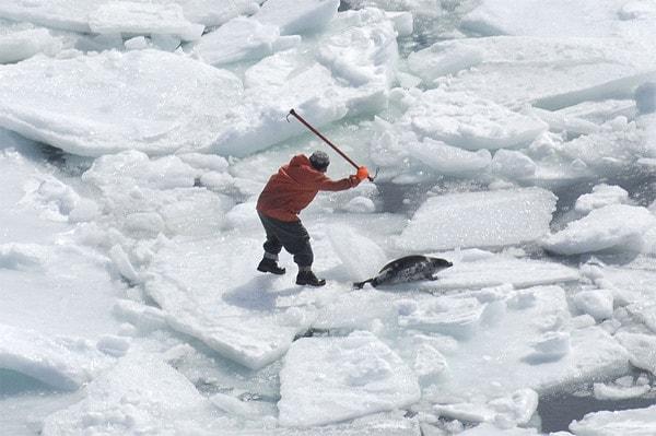 4. Kanada'da her yıl mart ayında yapılan avla birlikte yüz binlerce fok sopalarla canlı canlı öldürülüyor ve bu bir spor olarak görülüyor.
