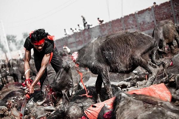 13. Nepal'de beş yılda bir geleneksel olarak düzenlenen Gadhimai Festivali'nde iki yüz binden fazla hayvan travmatik bir şekilde kurban ediliyor.