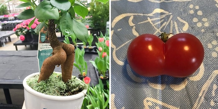 Природа не шутит! Что же она хотела сказать, создавая растения в форме женских бедер?😏