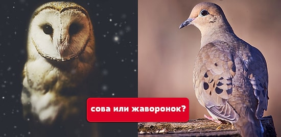 Тест: Вы сова или жаворонок?