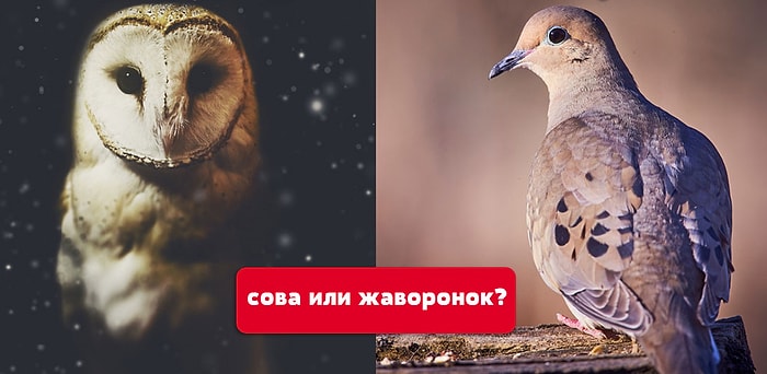 Тест: Вы сова или жаворонок?