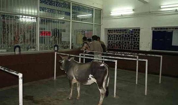 20. Hindistan'da inekler kutsal hayvanlardır!