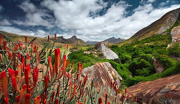 7. Самый популярный символ Мадагаскара - это...