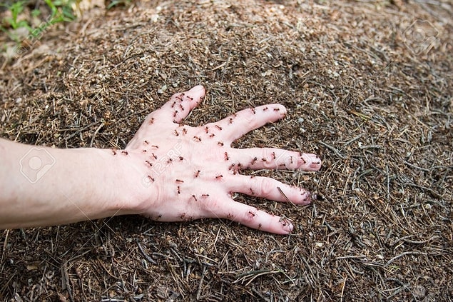 Berezin’in metaforuna göre bu durumun bir inşaat sahasının karınca yuvasını yok etmesinden bir farkı yok.