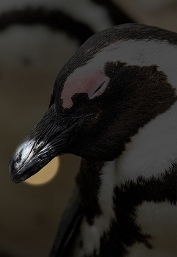 Посмотреть правильный ответ: