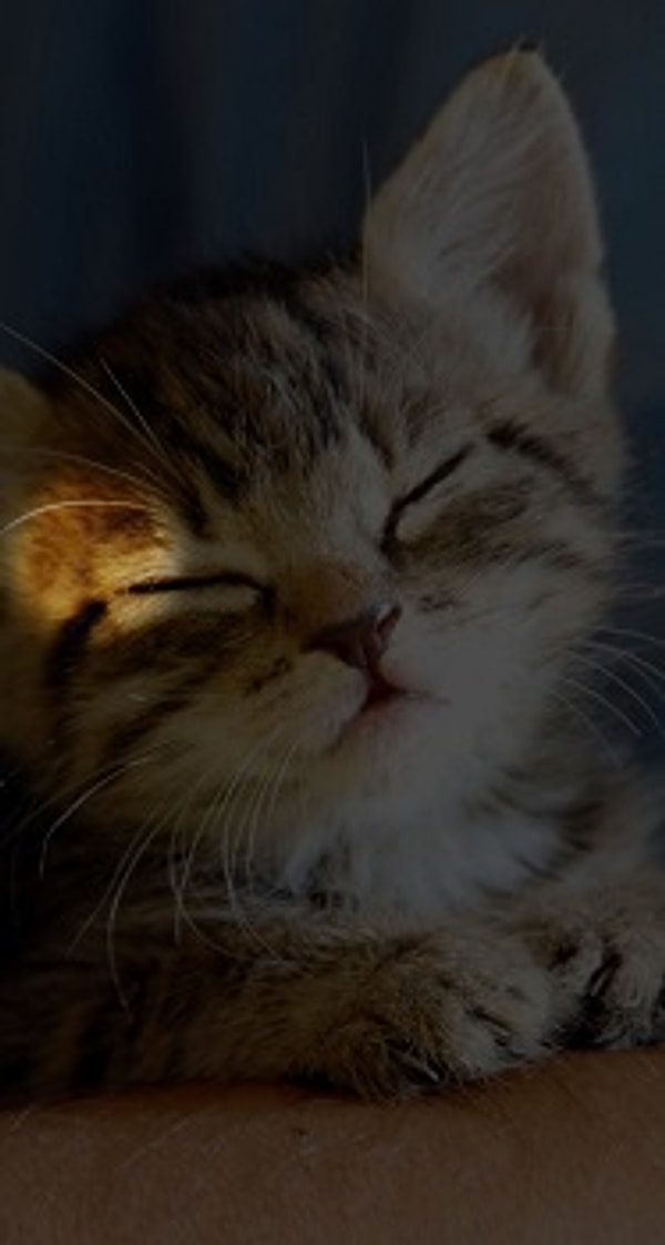 Посмотреть правильный ответ: